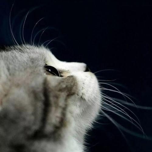 娱乐吃瓜君猫咪摇头,揭秘吃瓜君的萌态瞬间